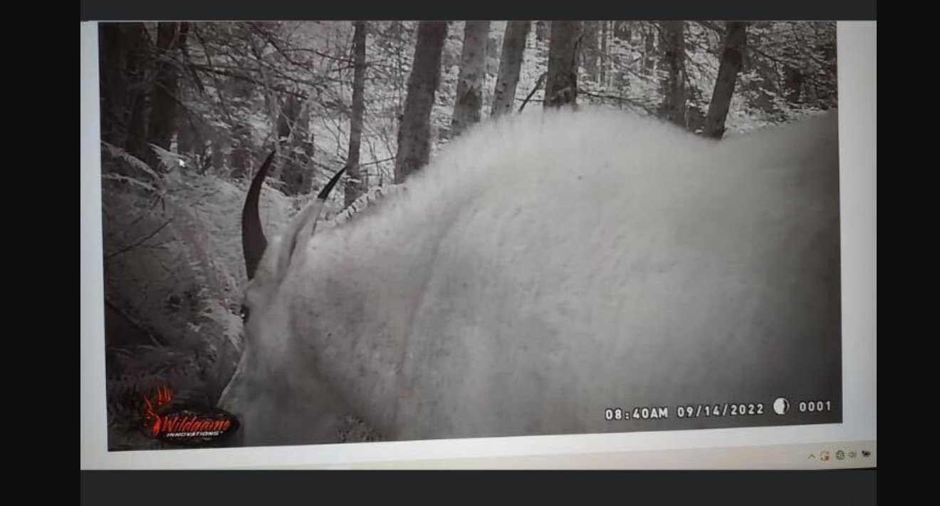This screen capture of a Facebook post by Steve Driscoll Sr. shows a mountain goat near Castle Rock.